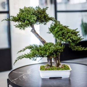 bonsai-preservado-bonsai-pequeño